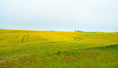 Acker- und Grünlandflächen + kleinem Wald in Mescherin